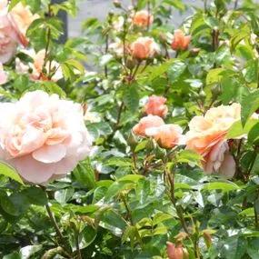 It's a Wonderful Life Rose (Rosa It's a Wonderful Life) 4